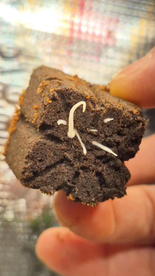 Lazyboyseeds Baked in Hossegor. Week 0 - Tag 0.6