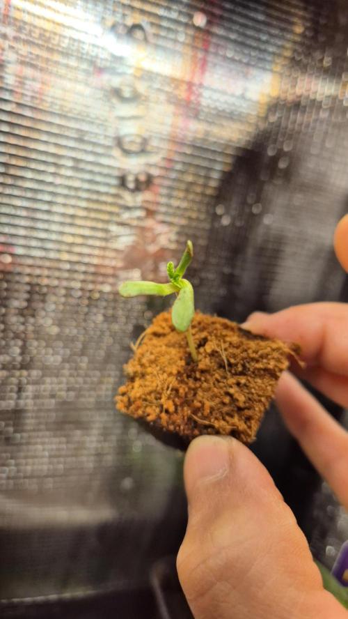 Lazyboyseeds Baked in Hossegor. Week 0 - Tag 0.6