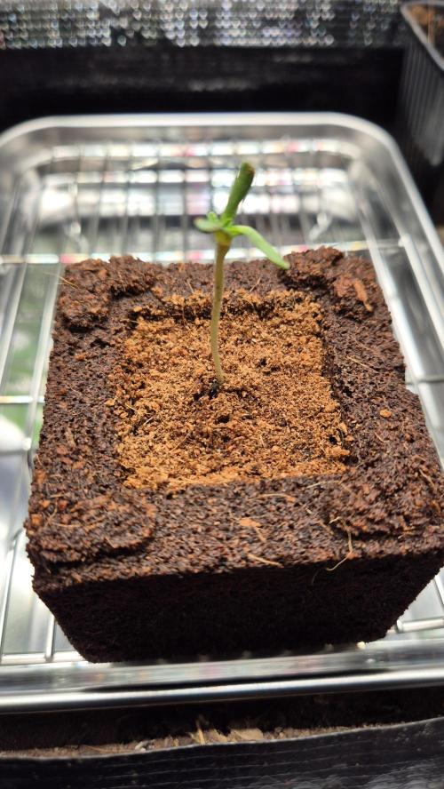 Lazyboyseeds Baked in Hossegor. Week 0 - Tag 0.6