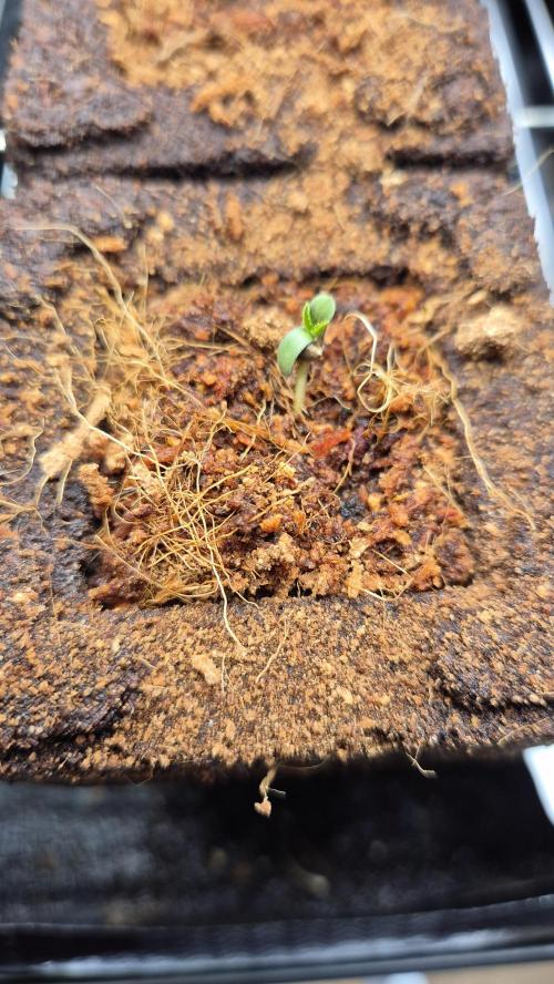 Sensis Cherry Strudel. Week 0 - Tag 3