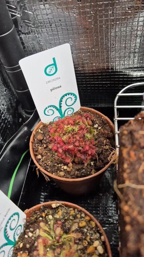 Eternity Grow Cup 2026