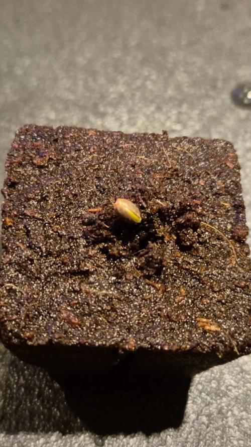 Sensis Cherry Strudel