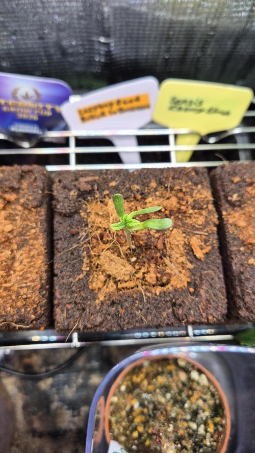 Lazyboyseeds Baked in Hossegor. Week 0 - Tag 0.7