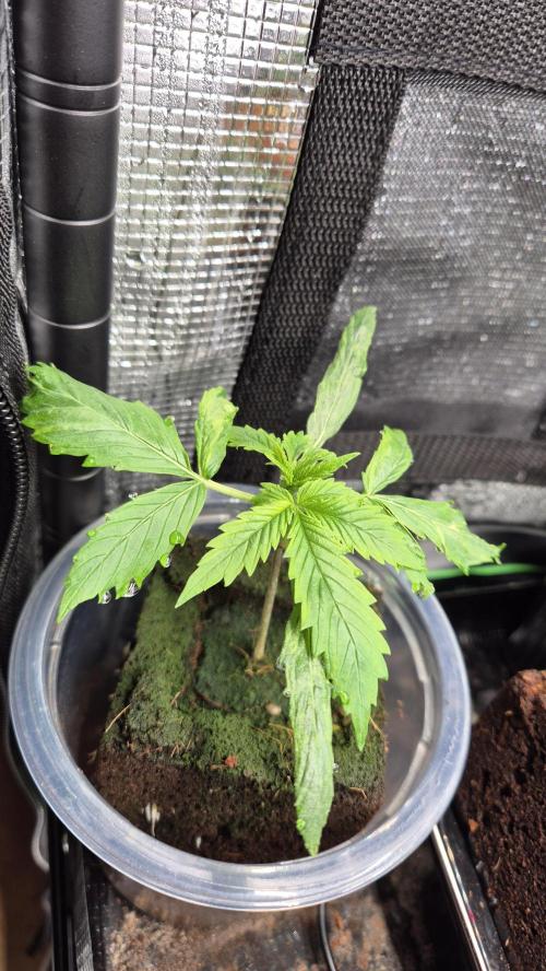 Eternity Grow Cup 2026. Week 3 - Tag 22