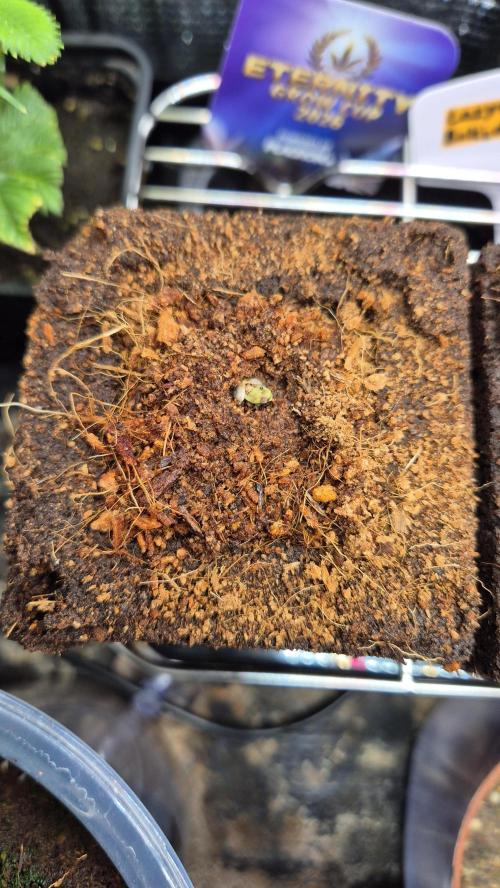 Eternity Grow Cup 2026. Week 3 - Tag 0.8