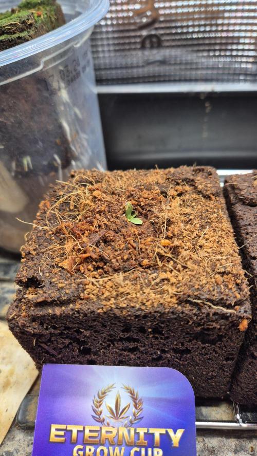 Eternity Grow Cup 2026. Week 3 - Tag 0.9