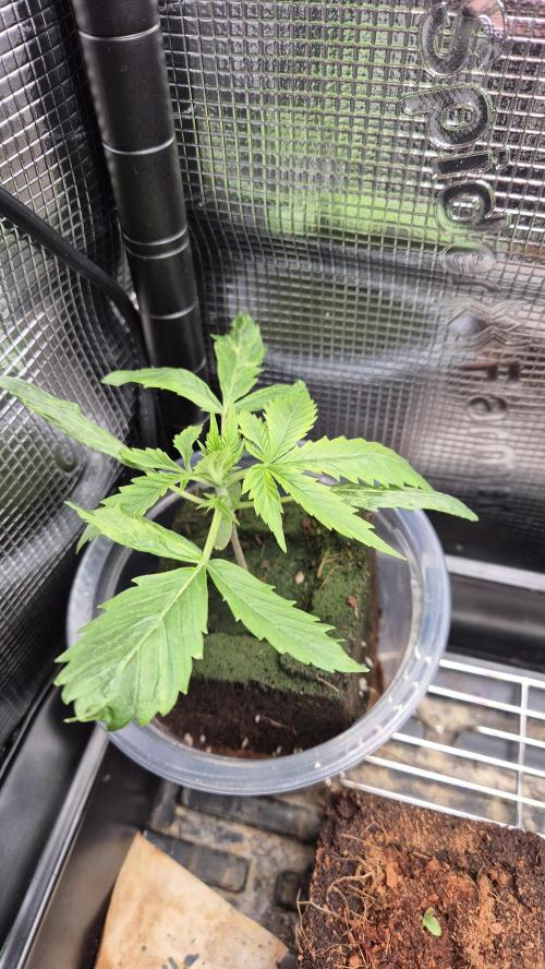 Eternity Grow Cup 2026. Week 3 - Tag 23