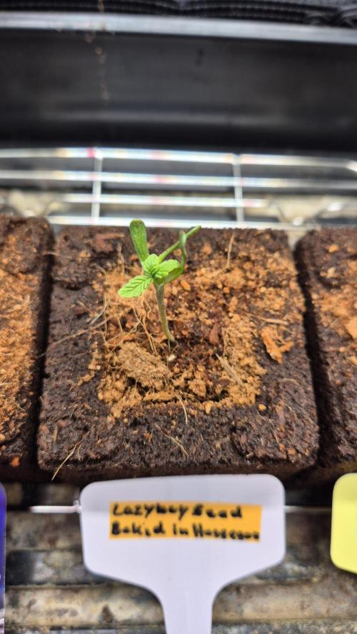 Lazyboyseeds Baked in Hossegor. Week 1 - Tag 8