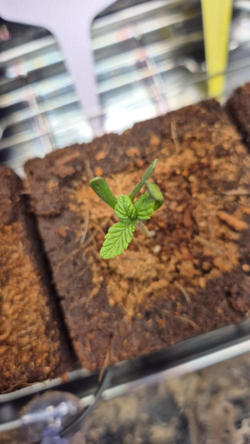 Lazyboyseeds Baked in Hossegor. Week 1 - Tag 9