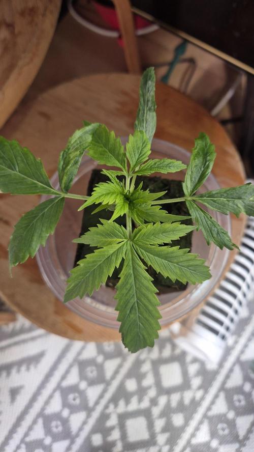 Eternity Grow Cup 2026. Week 3 - Tag 24