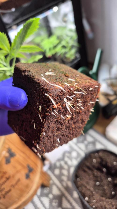 Eternity Grow Cup 2026. Week 3 - Tag 24