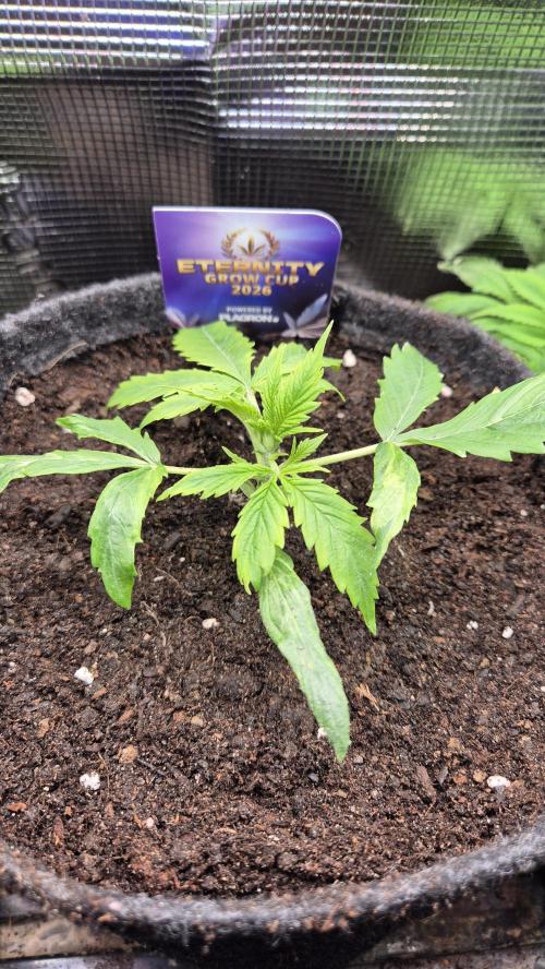 Eternity Grow Cup 2026. Week 3 - Tag 24