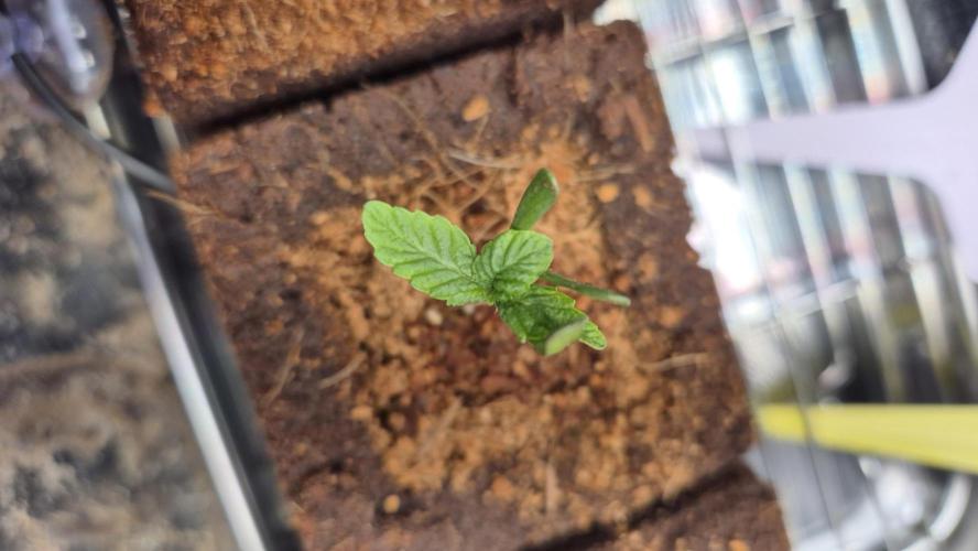 Lazyboyseeds Baked in Hossegor. Week 1 - Tag 10