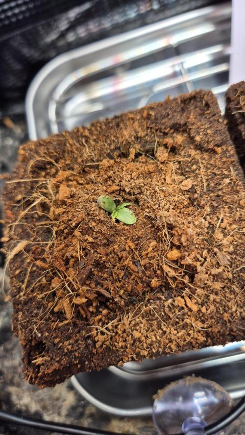 Eternity Grow Cup 2026. Week 3 - Tag 11