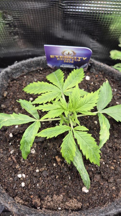 Eternity Grow Cup 2026. Week 3 - Tag 25