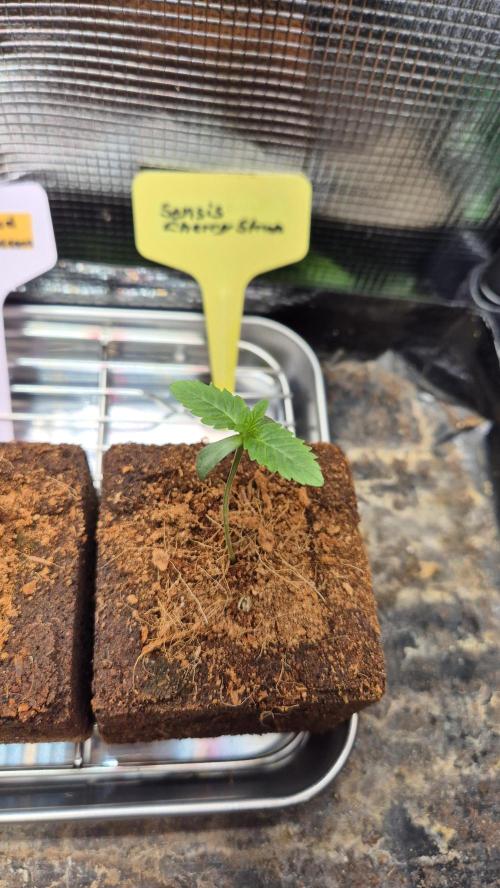 Sensis Cherry Strudel. Week 1 - Tag 8