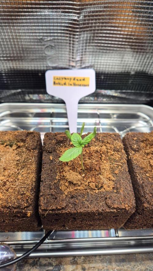 Lazyboyseeds Baked in Hossegor. Week 1 - Tag 12