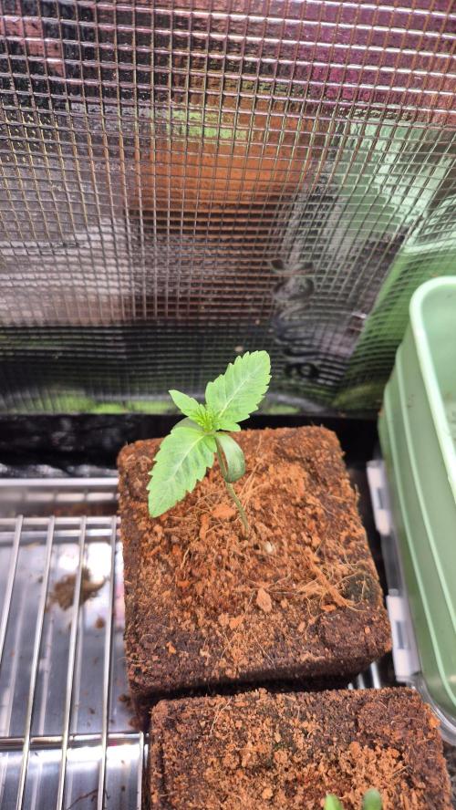 Sensis Cherry Strudel. Week 1 - Tag 9