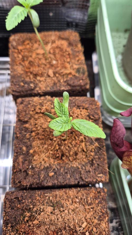 Lazyboyseeds Baked in Hossegor. Week 1 - Tag 13