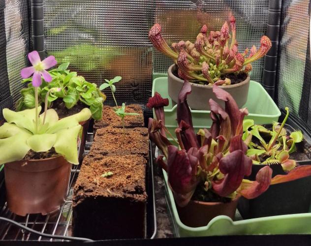 Lazyboyseeds Baked in Hossegor. Week 1 - Es gab ein paar Neuzugänge, dabei wollte ich nur Erde kaufen. 🤔