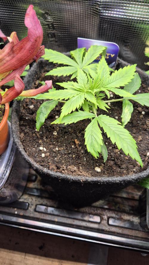 Eternity Grow Cup 2026. Week 3 - Tag 27