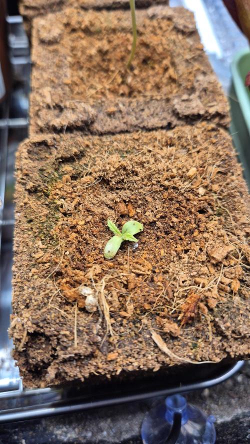 Eternity Grow Cup 2026. Week 3 - Tag 16