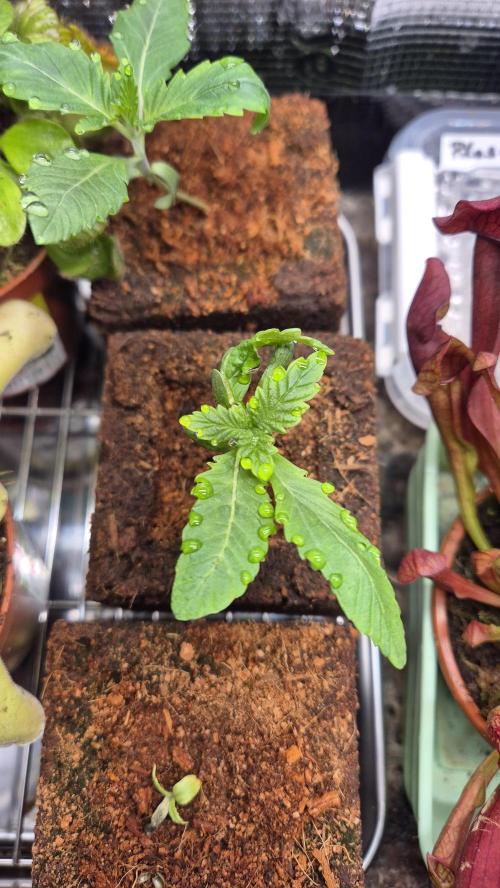 Lazyboyseeds Baked in Hossegor. Week 2 - Tag 16