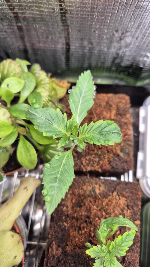 Sensis Cherry Strudel. Week 1 - Tag 13