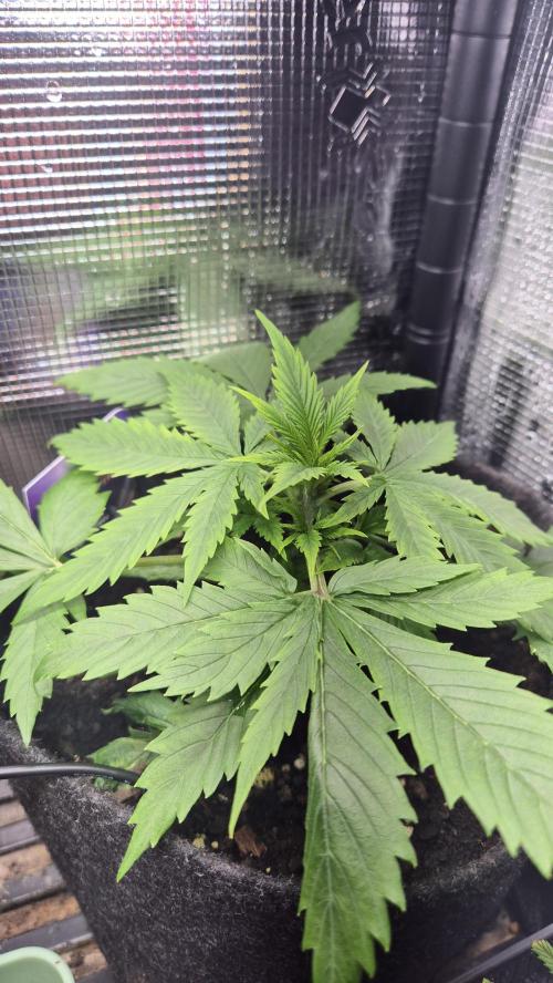 Eternity Grow Cup 2026. Week 4 - Tag 30
Sie sieht wieder gut aus.