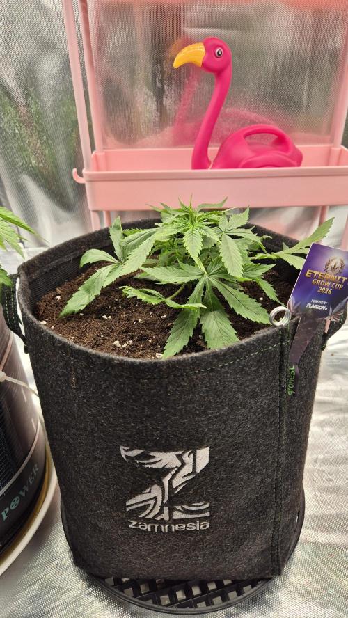Eternity Grow Cup 2026. Week 4 - Tag 31
Ab in 15l