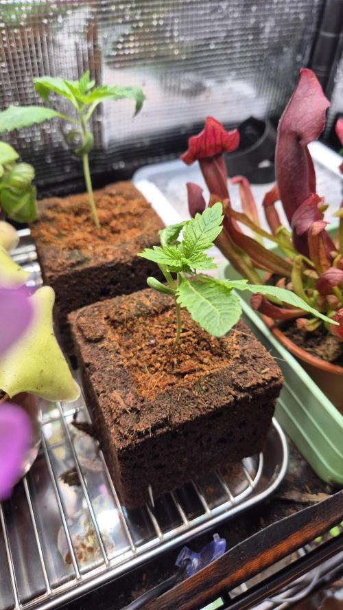 Lazyboyseeds Baked in Hossegor. Week 2 - Tag 17