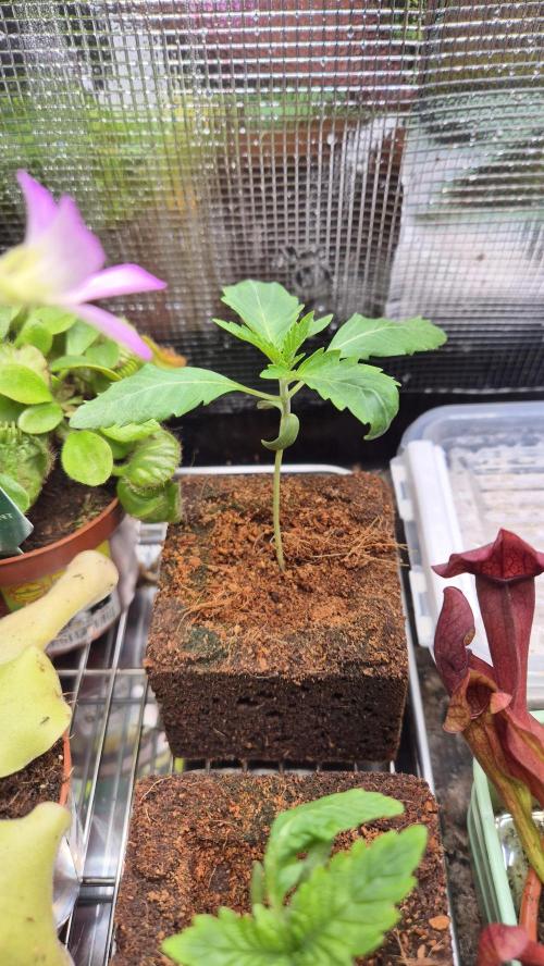 Sensis Cherry Strudel. Week 1 - Tag 14