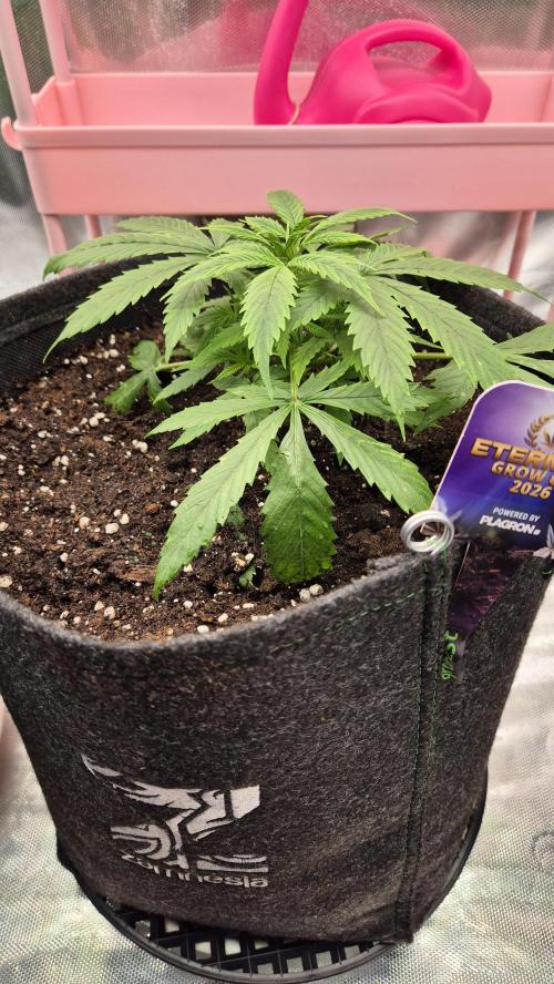 Eternity Grow Cup 2026. Week 4 - Tag 32
Blütetag 1
