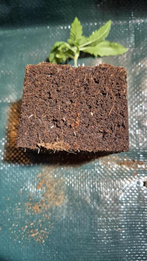 Lazyboyseeds Baked in Hossegor. Week 2 - Tag 18