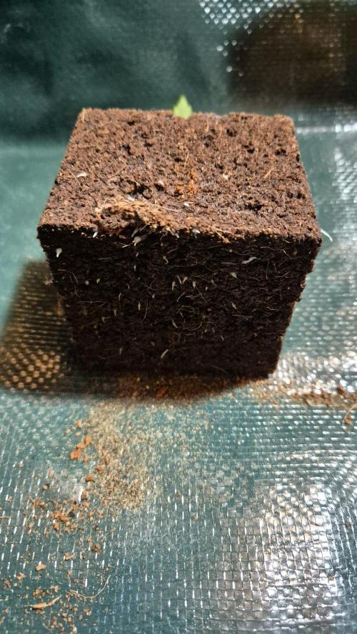 Lazyboyseeds Baked in Hossegor. Week 2 - Tag 18