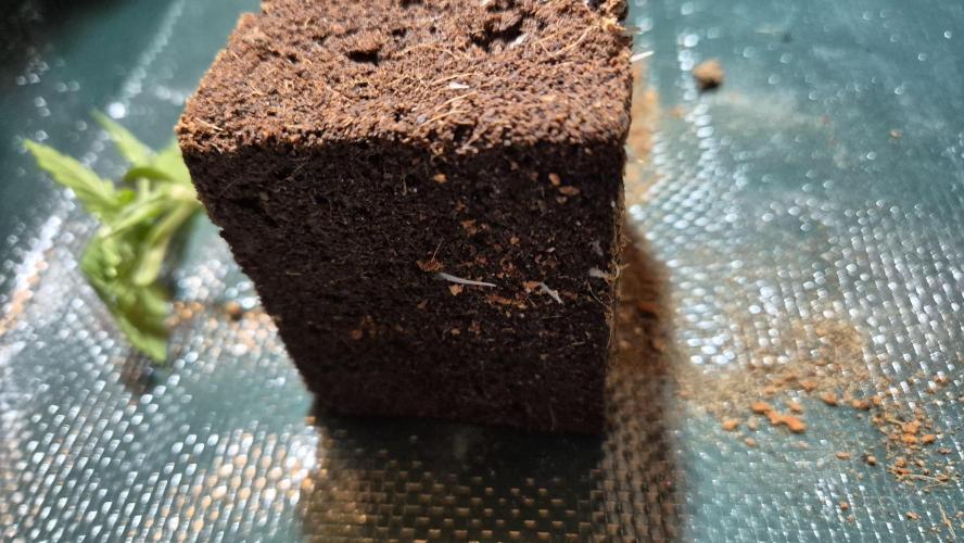 Lazyboyseeds Baked in Hossegor. Week 2 - Tag 18