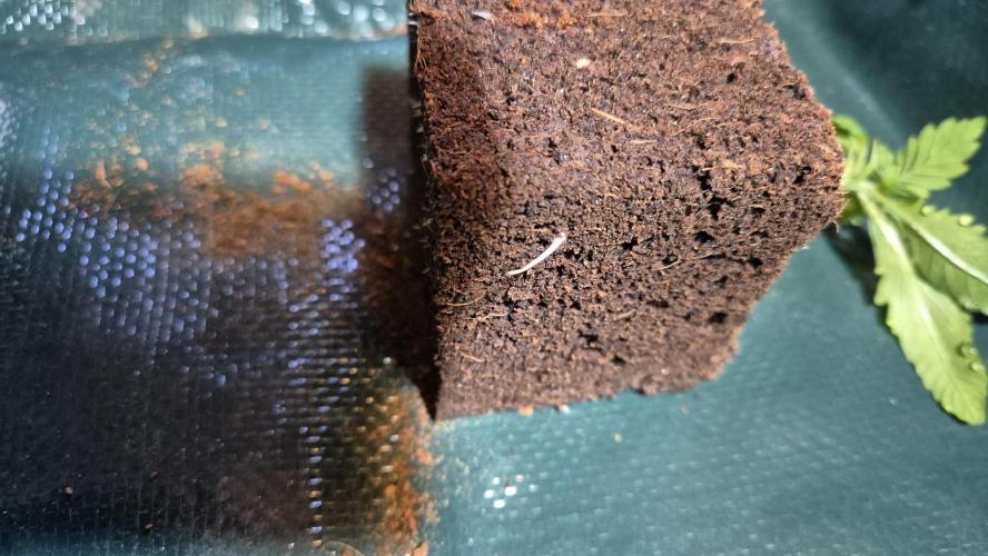 Lazyboyseeds Baked in Hossegor. Week 2 - Tag 18