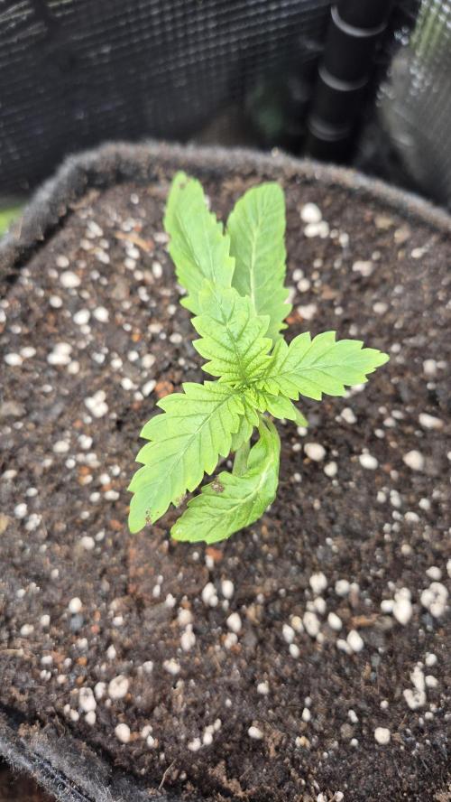 Lazyboyseeds Baked in Hossegor. Week 2 - Tag 18