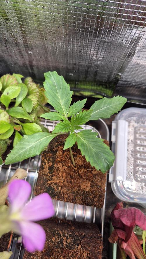 Sensis Cherry Strudel. Week 2 - Tag 15