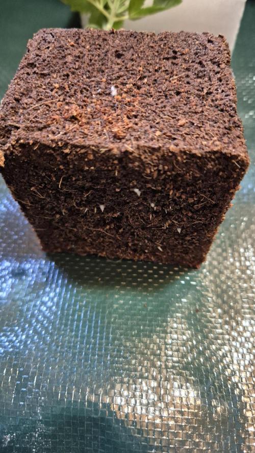 Sensis Cherry Strudel. Week 2 - Tag 15