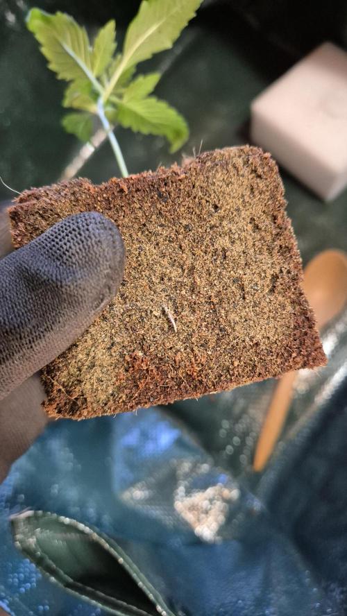 Sensis Cherry Strudel. Week 2 - Tag 15