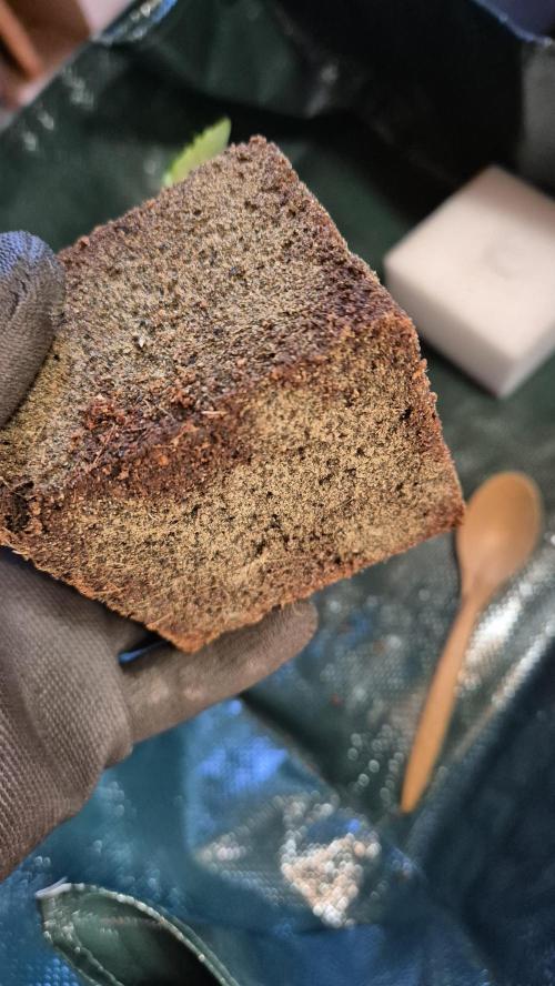 Sensis Cherry Strudel. Week 2 - Tag 15