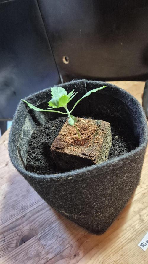 Sensis Cherry Strudel. Week 2 - Tag 15