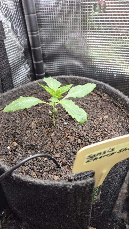 Sensis Cherry Strudel. Week 2 - Tag 15