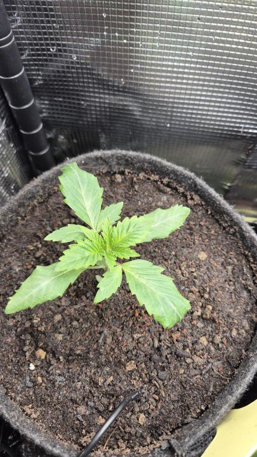 Sensis Cherry Strudel. Week 2 - Tag 16