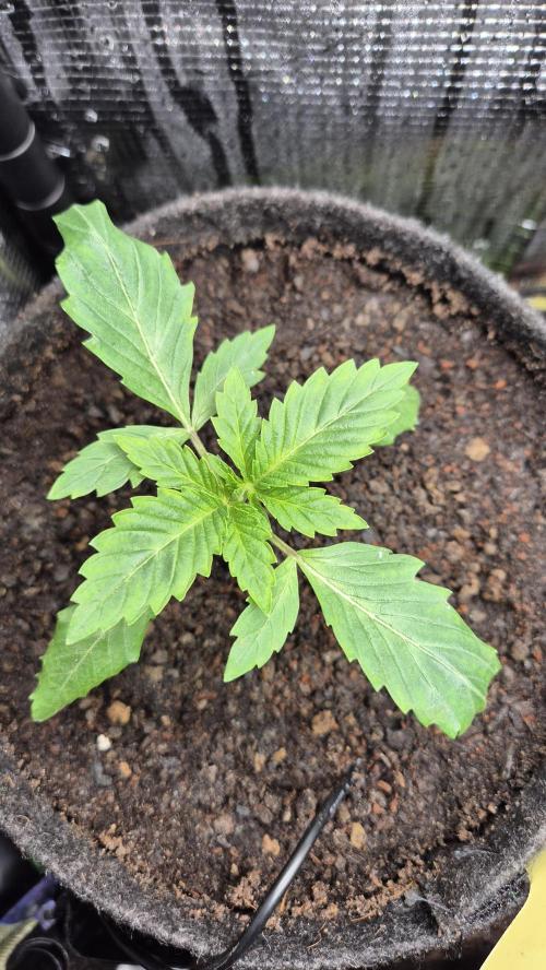 Sensis Cherry Strudel. Week 2 - Tag 17