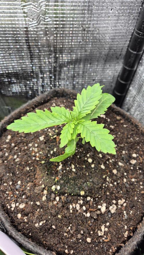 Lazyboyseeds Baked in Hossegor. Week 2 - Tag 20