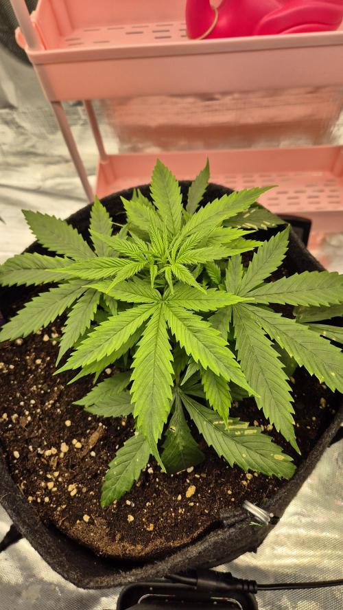 Eternity Grow Cup 2026. Week 4 - Tag 34
Blütetag 3