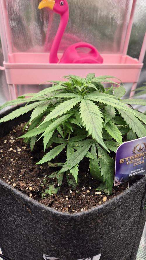 Eternity Grow Cup 2026. Week 4 - Tag 35
Blütetag 4