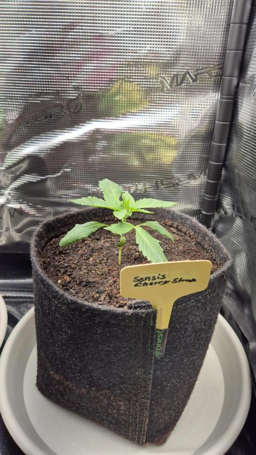 Sensis Cherry Strudel. Week 2 - Tag 18